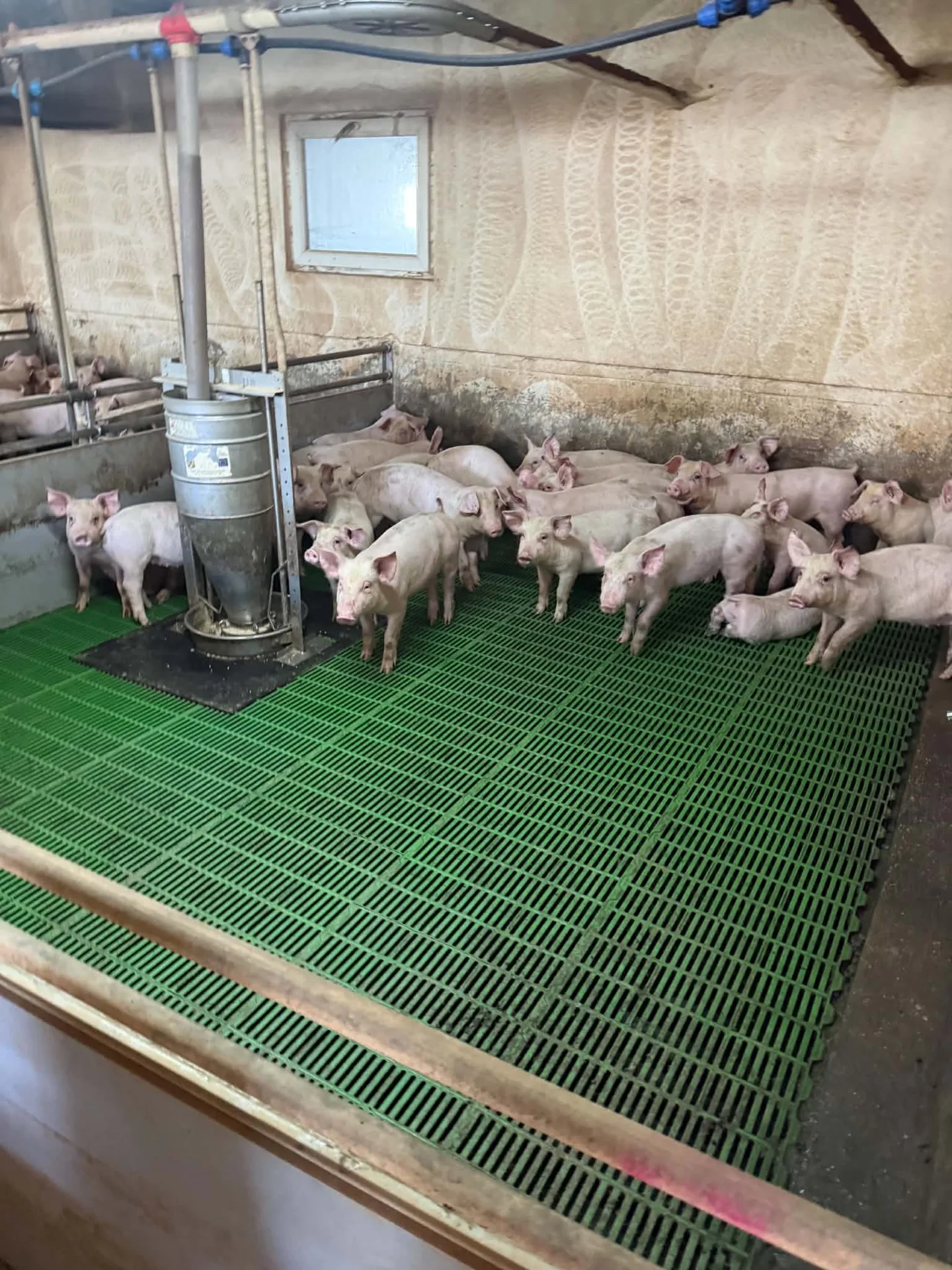 Purcei în hala de creștere