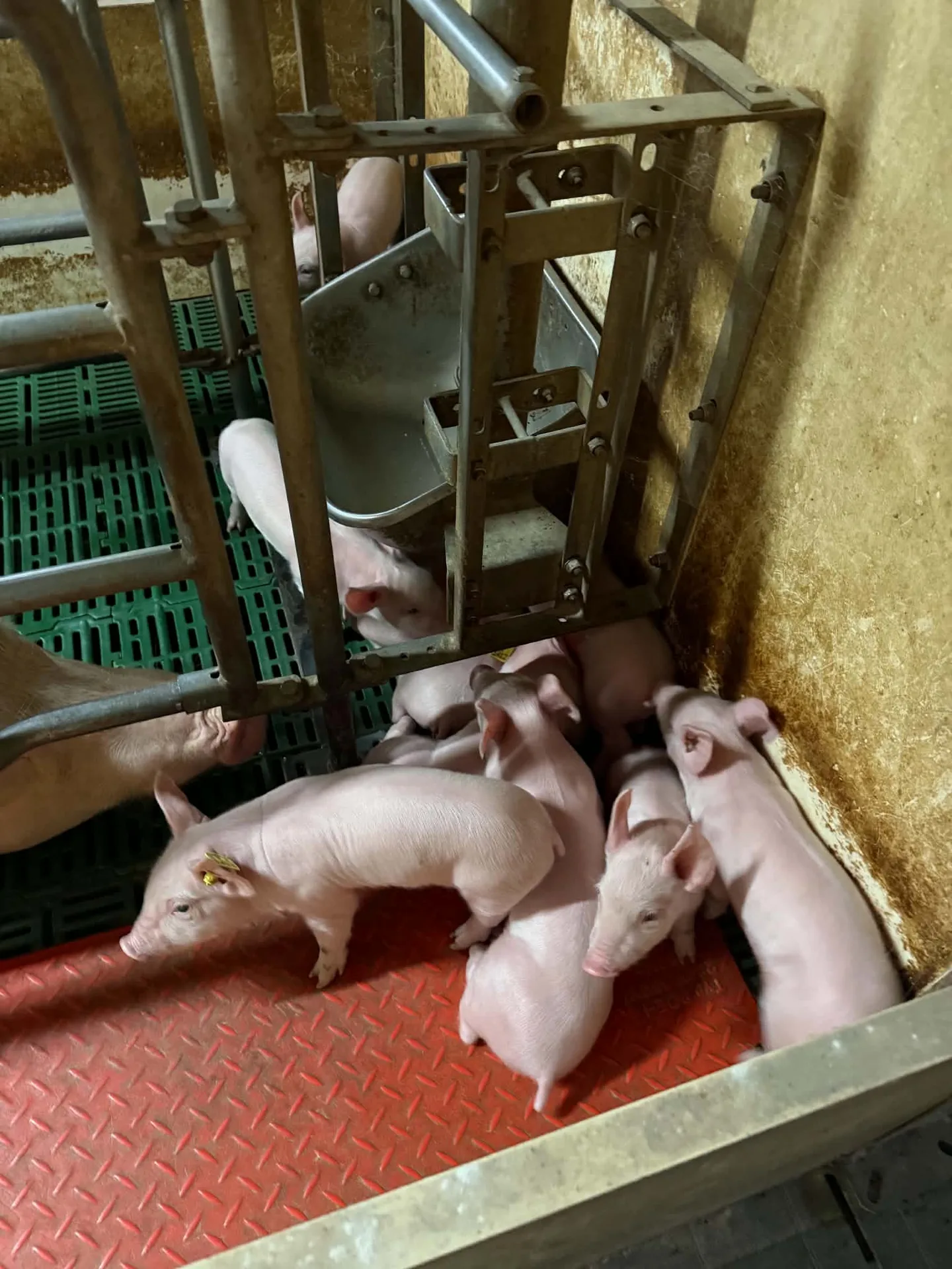 Purcei în sectorul de creștere