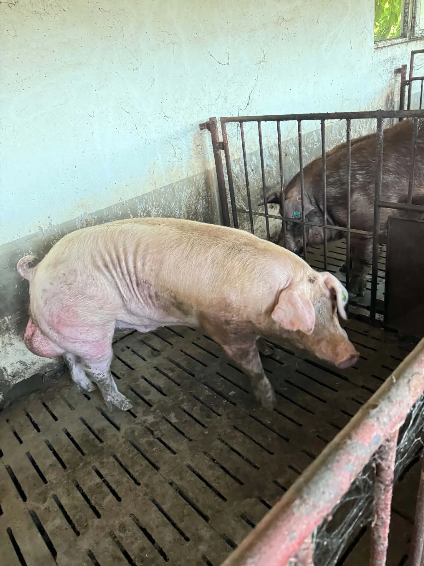 Scroafă și purcei în maternitate