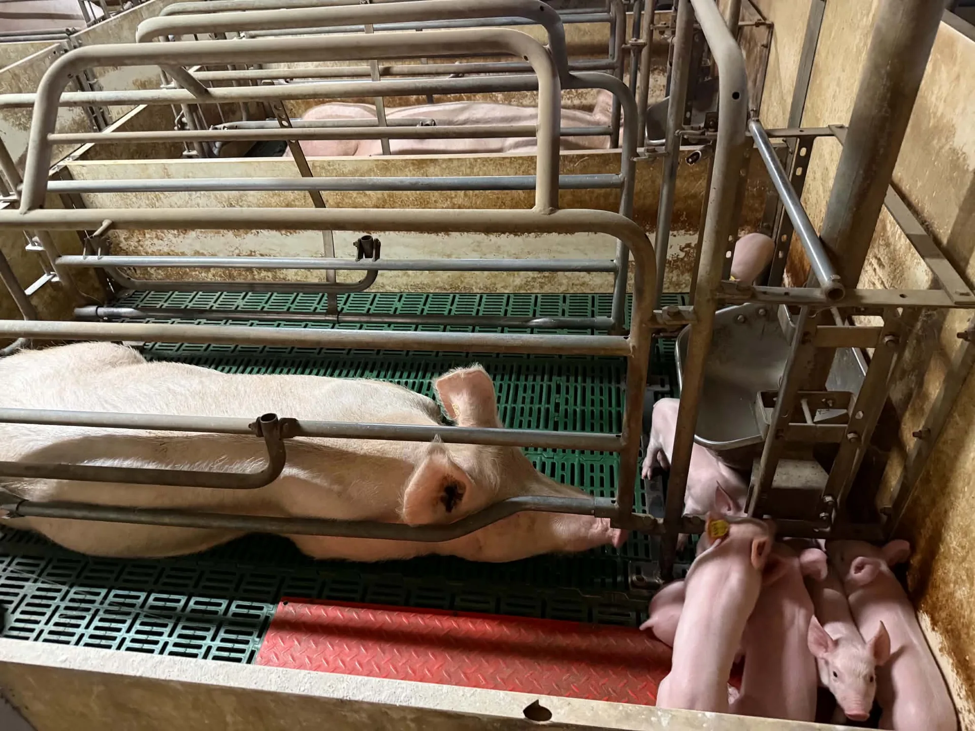 Sector de reproducție
