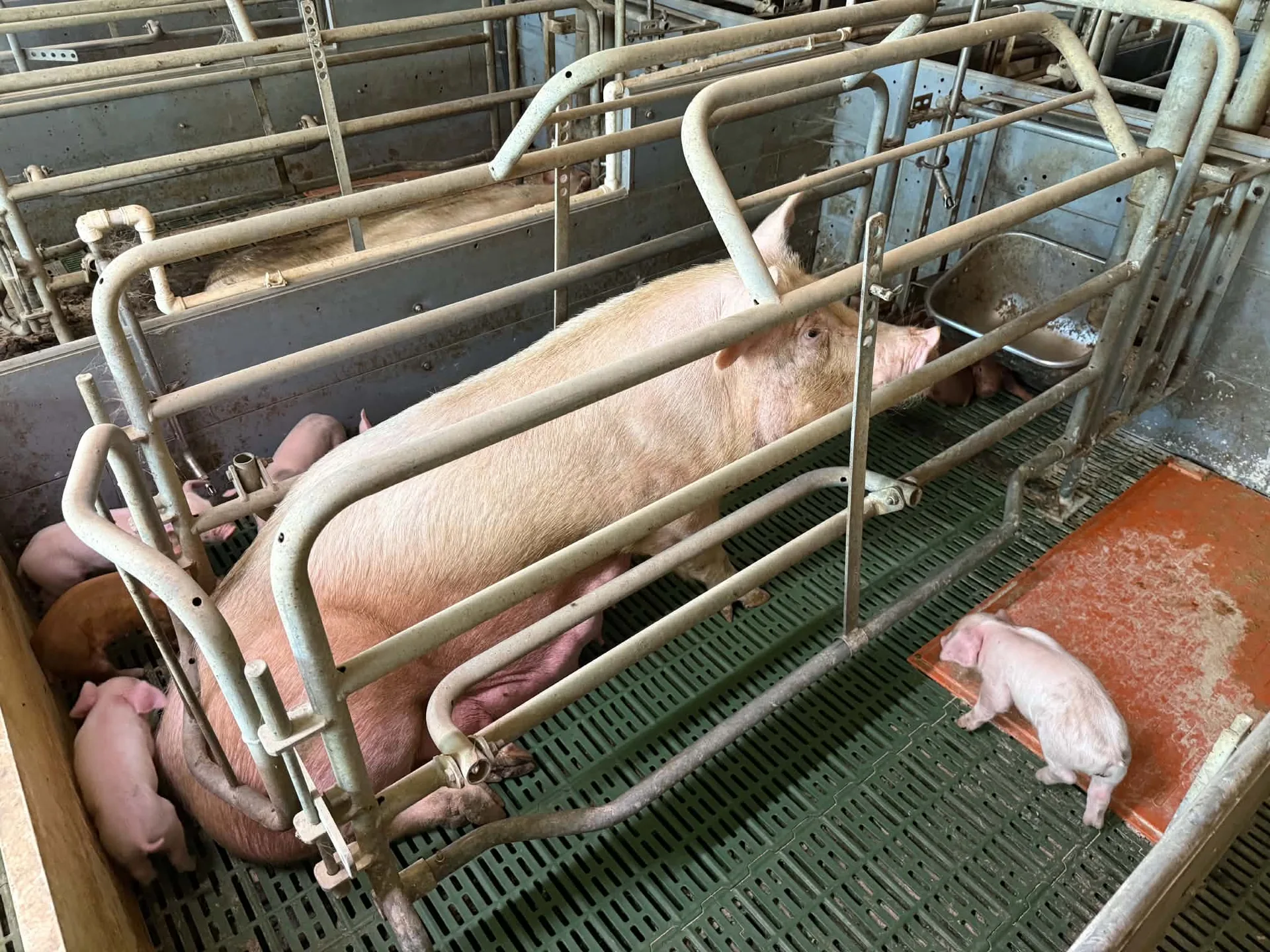 Maternitate suină