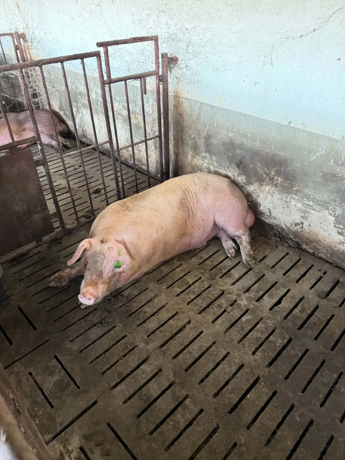 Animal de reproducție